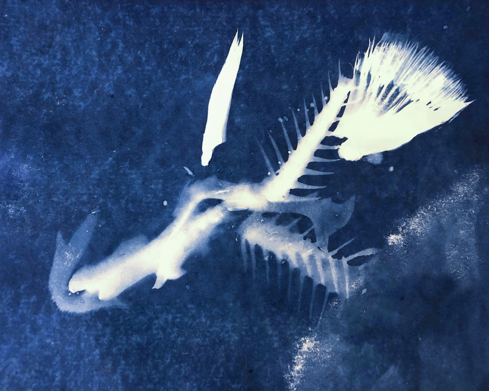 A cyanotype image of abstract nature